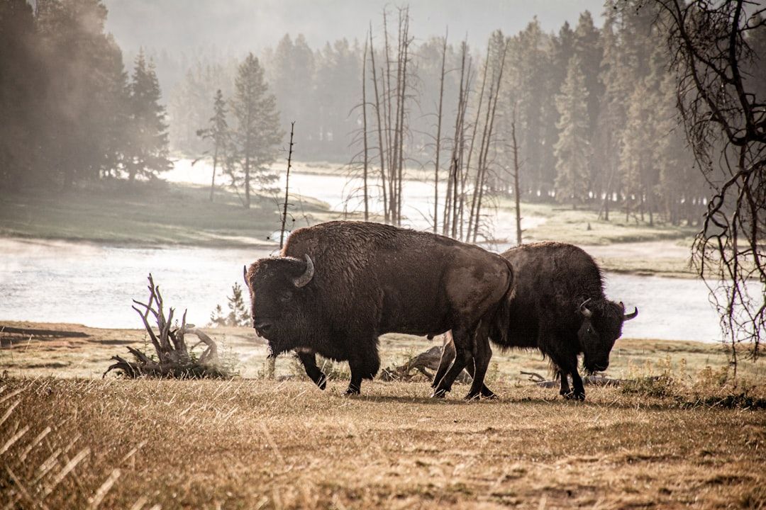 Glamping Near Yellowstone: West Yellowstone, Gardiner and Booking Windows