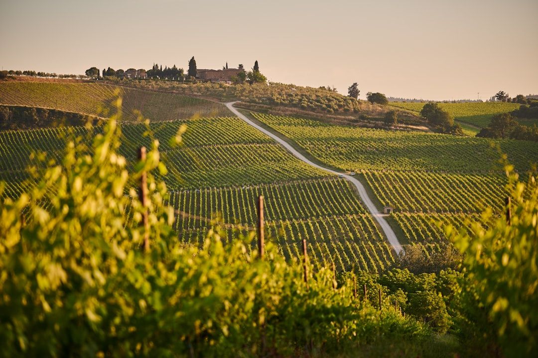 tuscany vineyard rows grapes sunset landscape